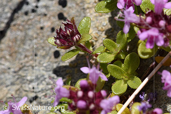 Foto: Vielhaariger Thymian (Thymus polytrichus). Blätter