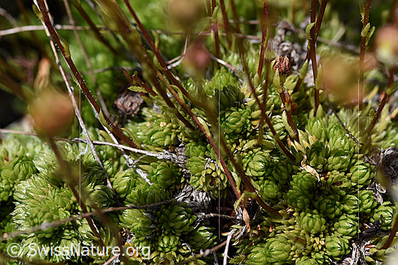 Foto: Moosartiger Steinbrech (Saxifraga bryoides). Blätter an Stengelbasis.