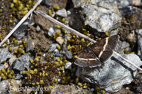 Pyrausta cingulata (Rüsselzünsler)