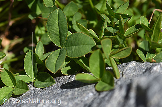 Photo: Trifolium thalii. Leaves.