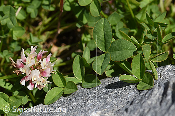 Photo: Trifolium thalii. Leaves and blossoms.