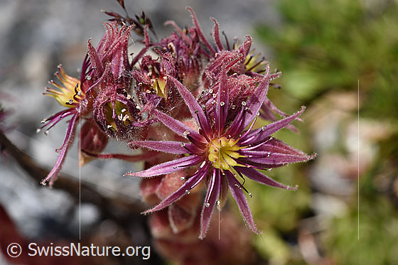 Berg-Hauswurz (Sempervivum montanum)