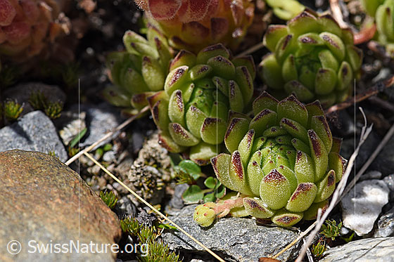 Foto: Berg-Hauswurz (Sempervivum montanum). Blatt-Rosetten