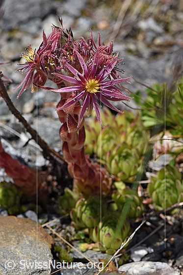 Foto: Berg-Hauswurz (Sempervivum montanum). Ganze Pflanze (Habitus).