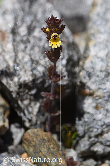 Photo: Euphrasia minima. Whole plant (habiti)