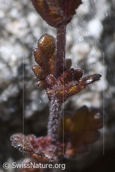 Foto: Zwerg-Augentrost (Euphrasia minima). Stängel und Blätter.