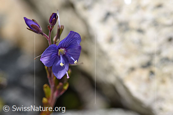 Felsen-Ehrenpreis (Veronica fruticans)