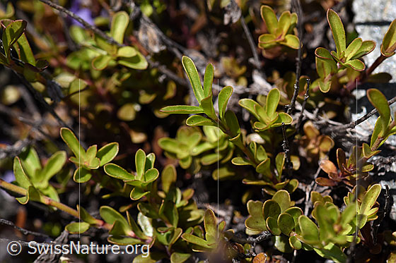 Foto: Felsen-Ehrenpreis (Veronica fruticans). Blätter.