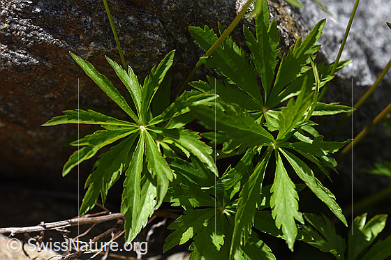 Photo: Astrantia minor. Leaves.