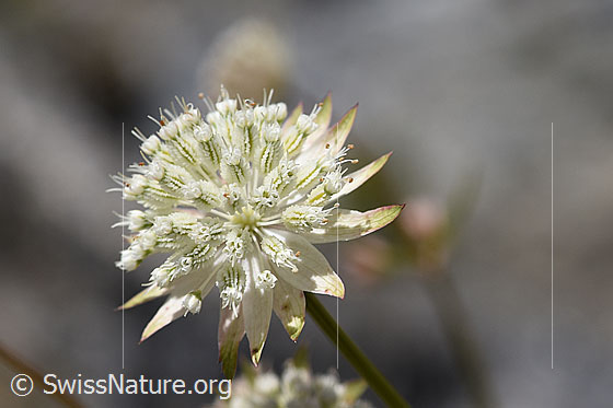 Kleine Sterndolde (Astrantia minor)
