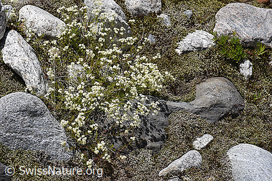 Foto: Ungleichblättriges Labkraut (Galium anisophyllon). Ganze Pflanze (Habitus).