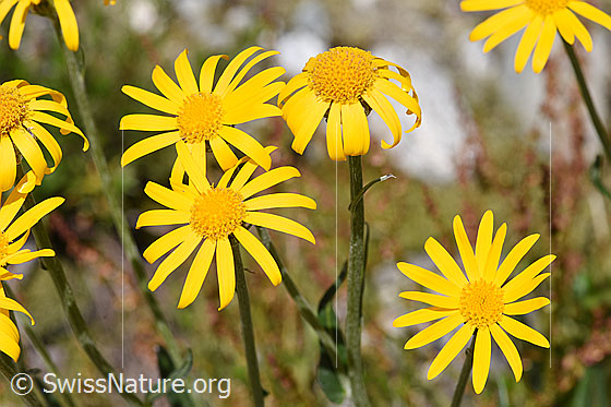 Foto: Gemswurz-Greiskraut (Senecio doronicum). Blüten.