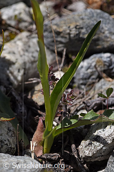 Foto: Wahrscheinlich Langspornige Handwurz (Gymnadenia conopsea). Stengel und Blätter.
