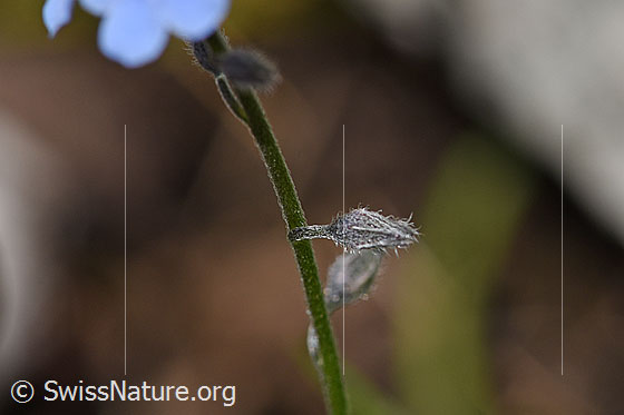 Foto: Sumpf-Vergissmeinnicht (Myosotis scorpioides). Blüten und Stengel.