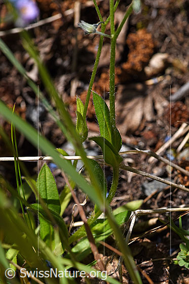 Foto: Sumpf-Vergissmeinnicht (Myosotis scorpioides). Stengel und Blätter.