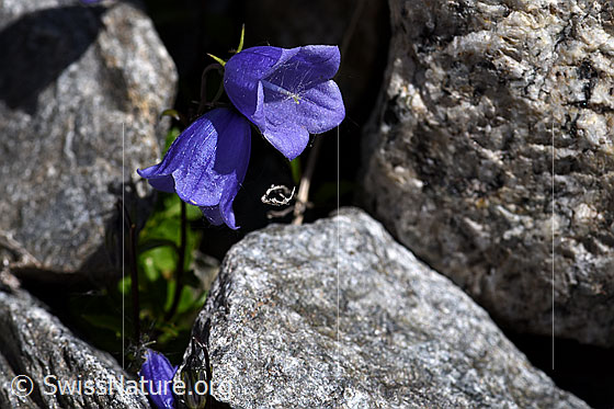 Foto: Niedliche Glockenblume (Campanula cochleariifolia)