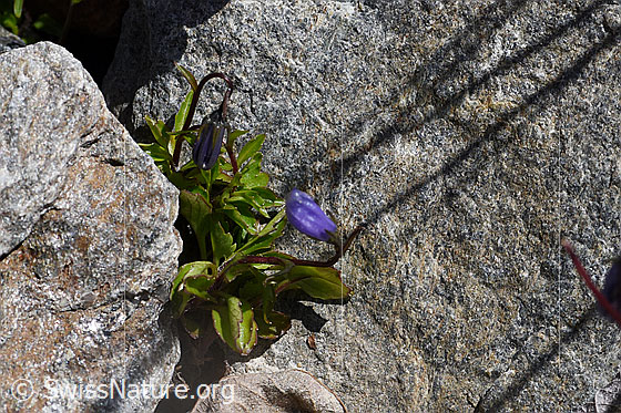 Foto: Niedliche Glockenblume (Campanula cochleariifolia)