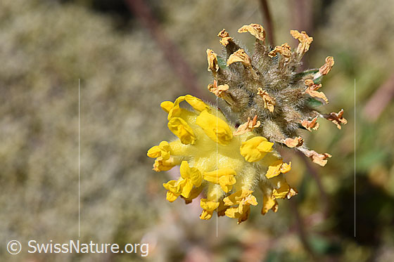Foto: Alpen-Wundklee (Anthyllis vulneraria ssp. alpestris). Blüten.