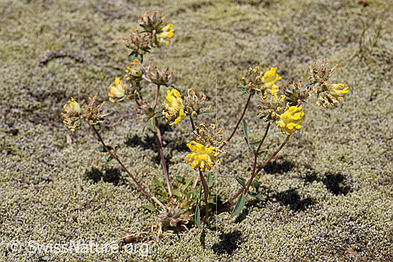 Foto: Alpen-Wundklee (Anthyllis vulneraria ssp. alpestris). Ganze Pflanze.