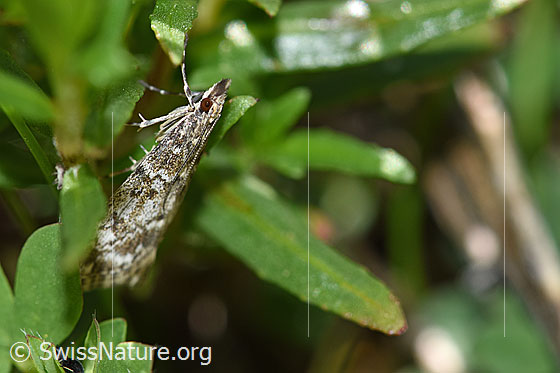 Kleinschmetterling an Pflanze