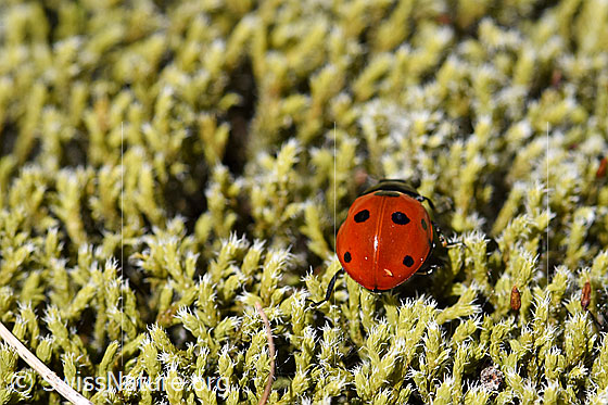 Photo: Coccinella septempunctata on moss. View from behind.
