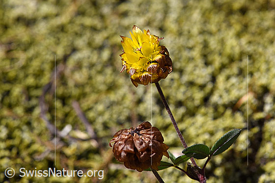 Foto: Braun-Klee (Trifolium badium). Blüte.
