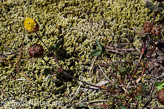 Foto: Braun-Klee (Trifolium badium). Ganze Pflanze.