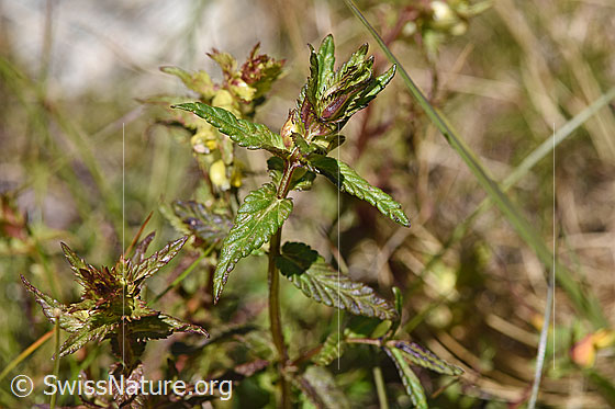 Foto: Wahrscheinlich Schmalblättriger Klappertopf (Rhinanthus glacialis). Blüte und Blätter, beide fast verblüht.