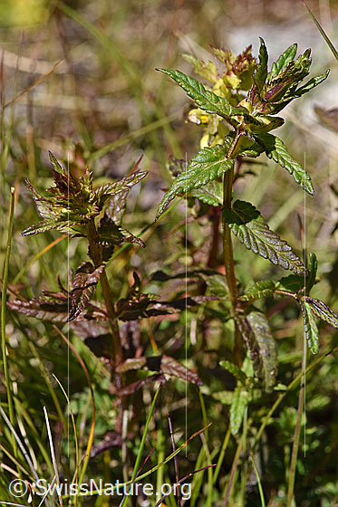 Foto: Schmalblättriger Klappertopf (Rhinanthus glacialis). Ganze Pflanze.