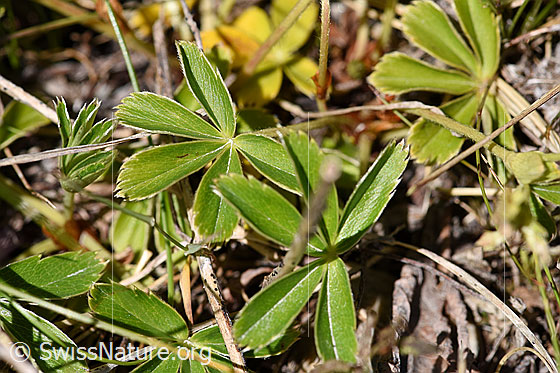 Foto: Glänzender Silbermantel (Alchemilla nitida). Blätter.