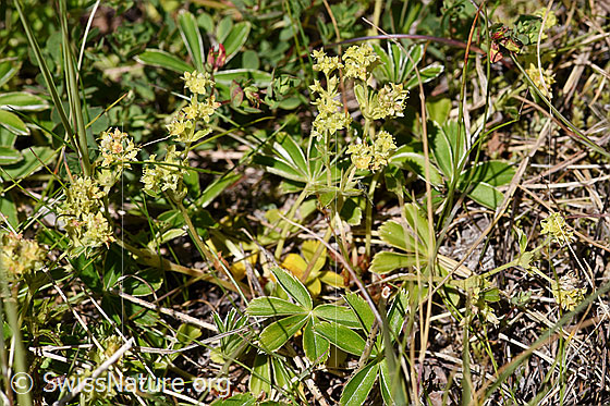 Foto: Glänzender Silbermantel (Alchemilla nitida). Blüten und Blätter.