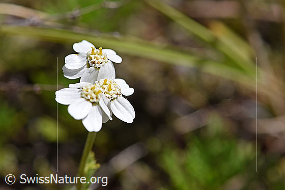 Foto: Moschus-Schafgarbe (Achillea erba-rotta). Blüten.