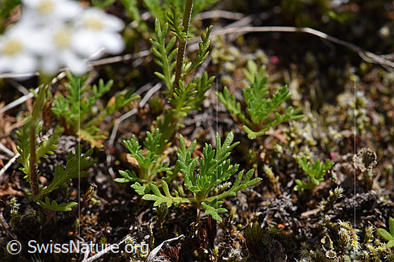 Photo: Achillea erba-rotta. Leaves.