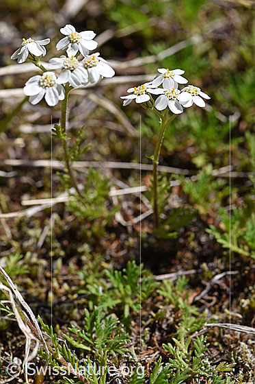 Foto: Moschus-Schafgarbe (Achillea erba-rotta). Ganze Pflanze (Habitus).