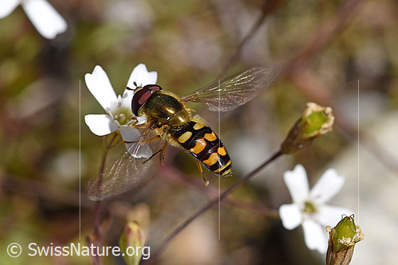 Photo: Eupeodes luniger on blossom of Silene rupestris