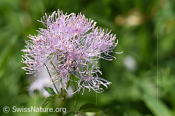 Akeleiblättrige Wiesenraute (Thalictrum aquilegiifolium)