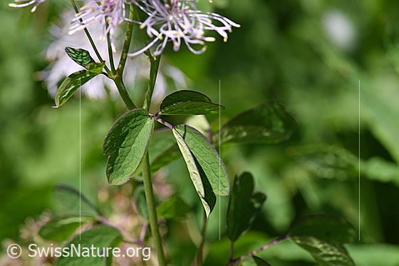 Photo: Thalictrum aquilegiifolium. Leaves and stem.