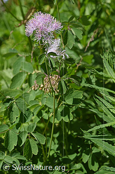 Photo: Thalictrum aquilegiifolium. Whole plant (habiti).