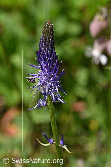 Photo: Phyteuma betonicifolium. Blossom.