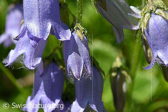 Photo: Campanula barbata. Blossoms.