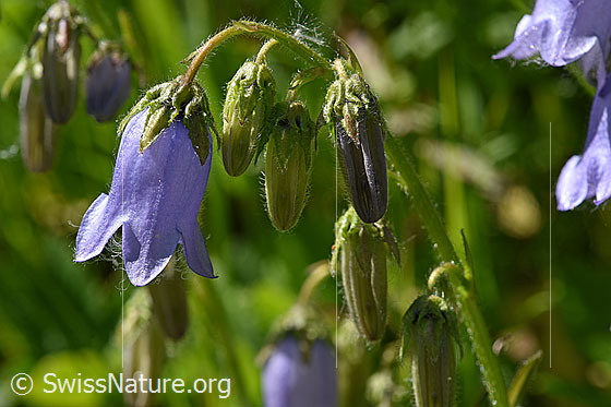 Photo: Campanula barbata. Buds and open flower.