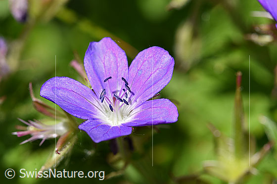 Wald-Storchschnabel (Geranium sylvaticum)