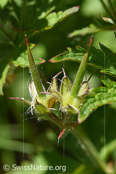 Photo: Geranium sylvaticum. Fruit.