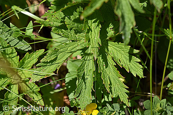 Photo: Geranium sylvaticum. Leaves.