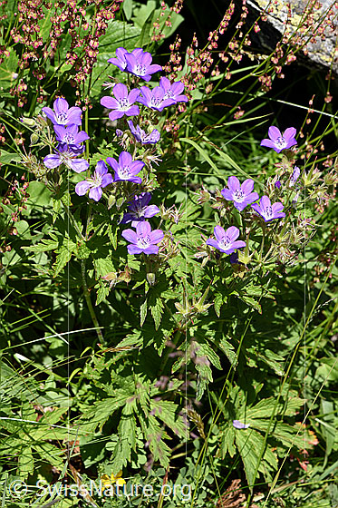 Photo: Geranium sylvaticum. Whole plant (habiti).