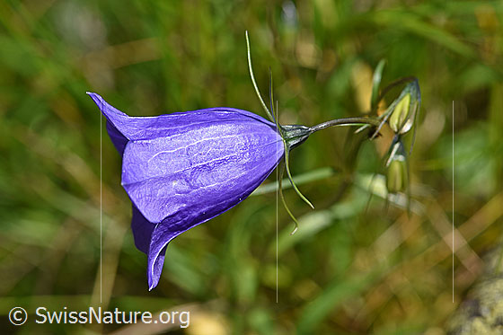 Photo: Probably Campanula scheuchzeri. Blossom.