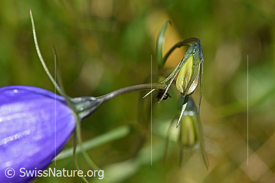 Photo: Campanula scheuchzeri. Buds.