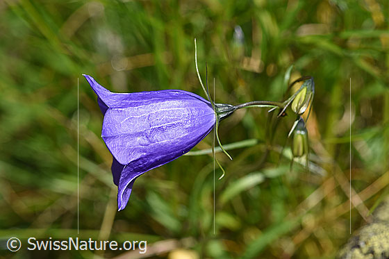 Photo: Probably Campanula scheuchzeri. Blossom from the side.