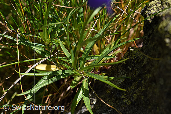 Photo: Probably Campanula scheuchzeri. Stem and stem leaves.