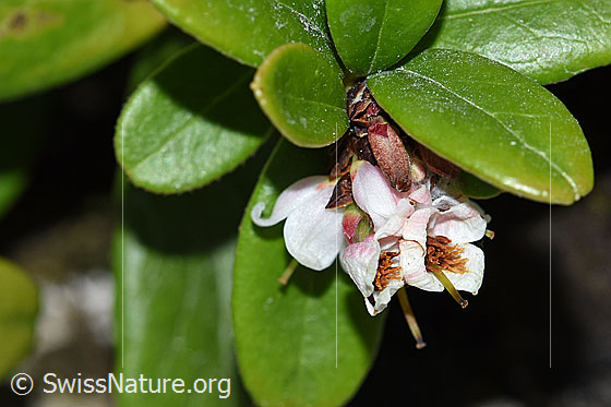 Preiselbeere (Vaccinium vitis-idaea)